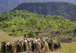 عشایر استان فارس کوچ خود را حداقل به مدت یک هفته به تعویق اندازند