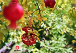 انار قصردشت؛ در شیراز بی‌ادعا، در اروپا پرآوازه
