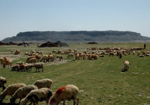 ایجاد ۸۷ اتراقگاه عشایری در فارس برای تسهیل کوچ
