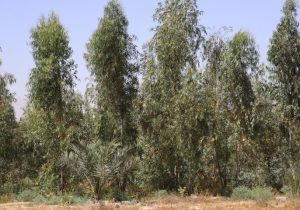 ایجاد جنگل‌های چوب در شهرستان خنج فارس