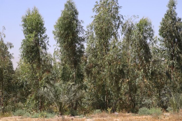 ایجاد جنگل‌های چوب در شهرستان خنج فارس